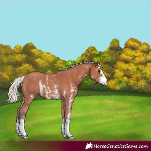 Horse Color:Silver Bay Sabino 