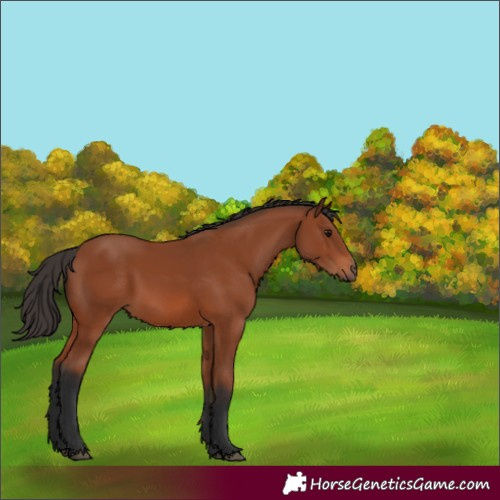 Horse Color:Bay Rabicano 