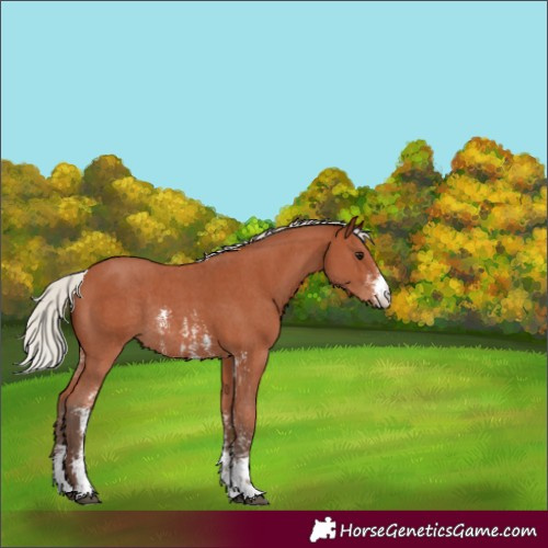 Horse Color:Silver Bay Sabino Rabicano 