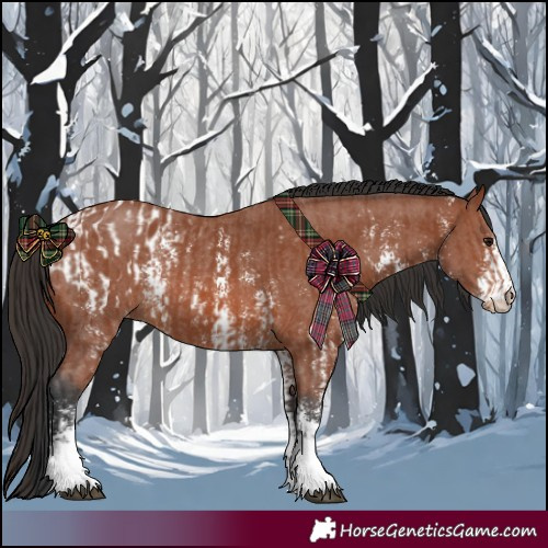 Horse Color:Bay Sabino Appaloosa Rabicano  and Bay Sabino Rabicano 