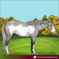 Horse Color:Silver Smoky Blue Roan Frame
