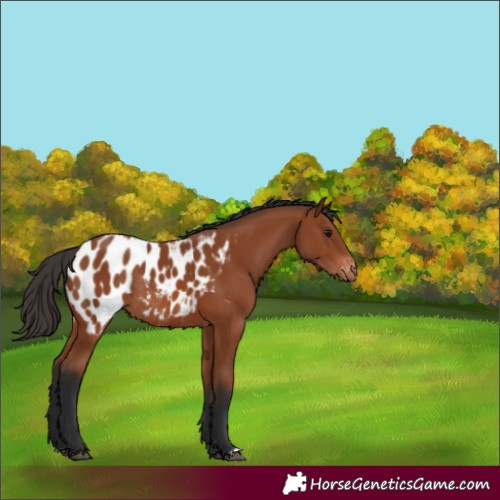 Horse Color:Bay Appaloosa Rabicano 