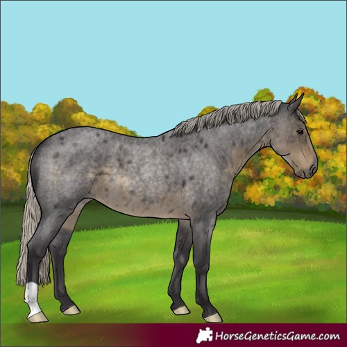 Horse Color:Silver Smoky Blue Roan