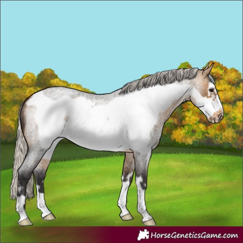 Horse Color:Silver Buckskin Roan Frame 