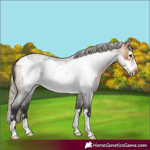 Horse Color:Silver Buckskin Roan Frame
