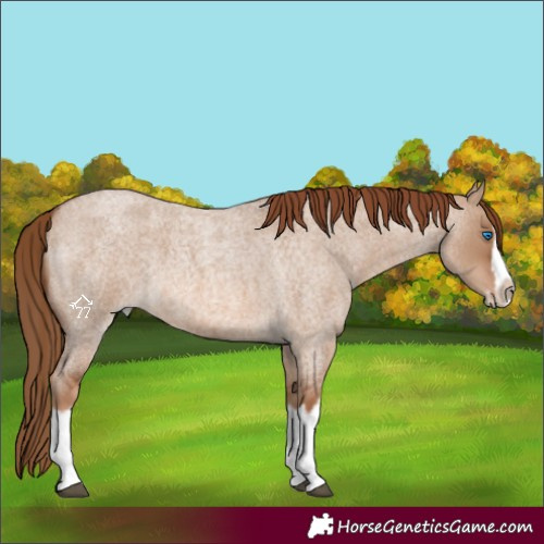 Horse Color:Red Dun Roan Splash Frame Rabicano 