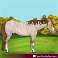 Horse Color:Red Dun Roan Splash Frame Rabicano 