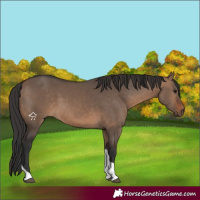 Horse Color:Brown Dun Tobiano Rabicano 