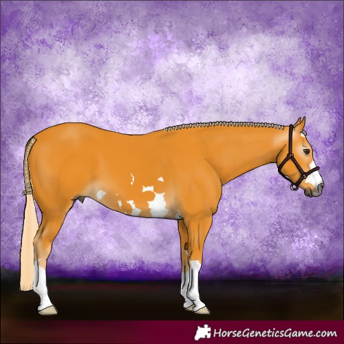 Horse Color:Gray Palomino