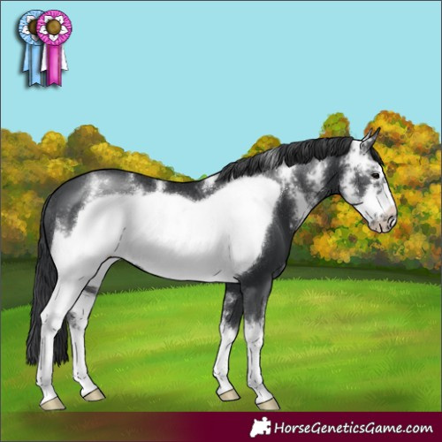 Horse Color:Black Sabino Frame