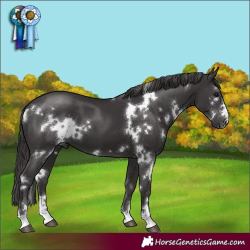 Horse Color:White Spotted Smoky Black 