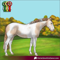 Horse Color:Buckskin Pearl Sabino Tobiano 