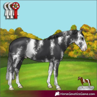 Horse Color:Black Sabino 