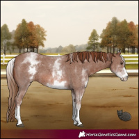 Horse Color:White Spotted Chestnut Sabino 