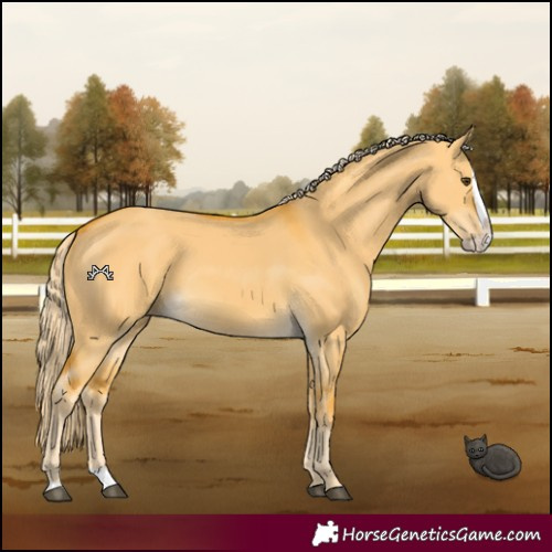 Horse Color:Palomino Dun Splash 