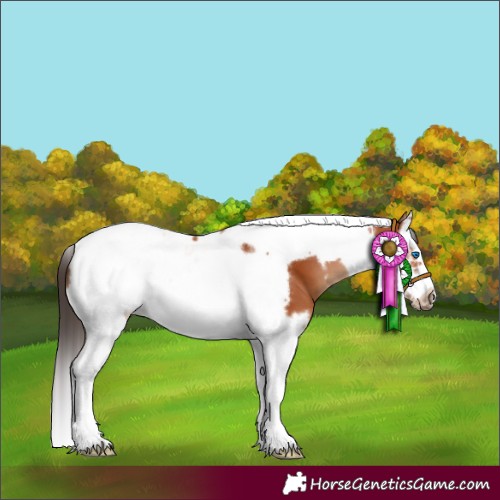 Horse Color:Bay Splash Tobiano Frame 
