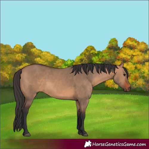 Horse Color:Bay Dun 