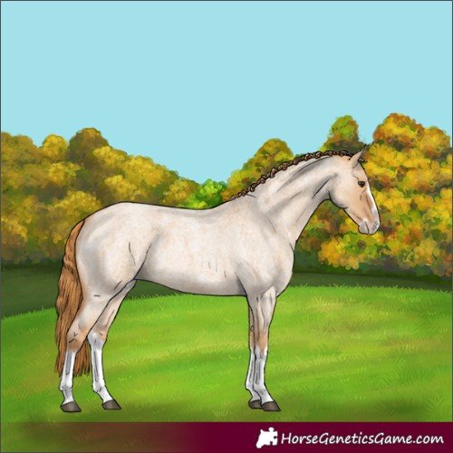 Horse Color:Red Dun Roan Splash Frame Rabicano 
