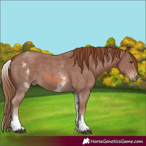 Horse Color:White Spotted Chestnut Sabino