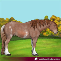 Horse Color:White Spotted Chestnut Sabino