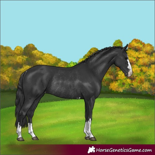 Horse Color:Black Varnish Rabicano
