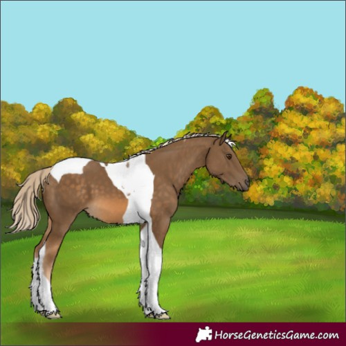 Horse Color:Chocolate Palomino Tobiano