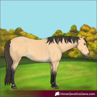 Horse Color:Buckskin 