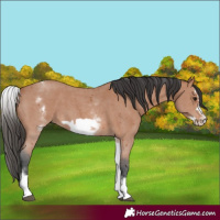 Horse Color:White Spotted Bay Sabino Frame 