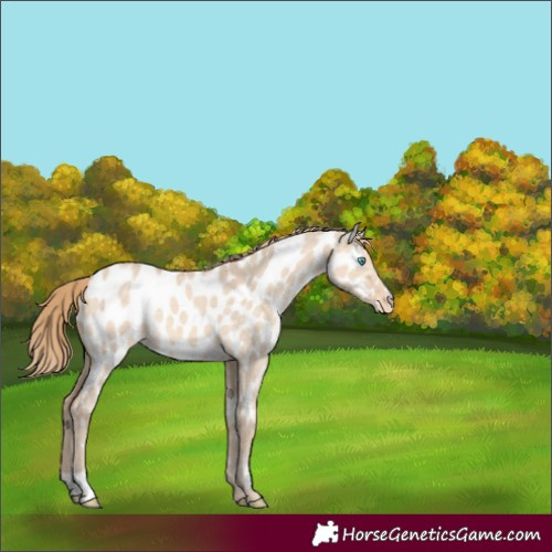 Horse Color:Perlino Dun Appaloosa 