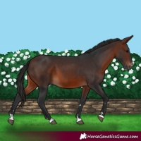 Horse Color:Brown 