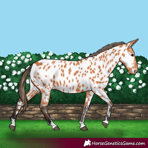 Horse Color:Bay Appaloosa 