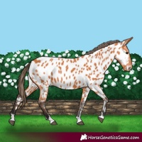 Horse Color:Bay Appaloosa 