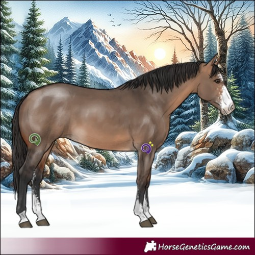 Horse Color:Bay Dun Sabino 