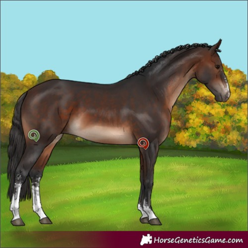 Horse Color:Brown Sabino 