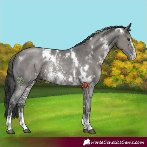 Horse Color:White Spotted Grullo Sabino Rabicano 