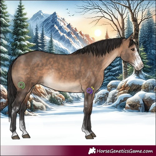 Horse Color:Brown Dun Sabino Rabicano 