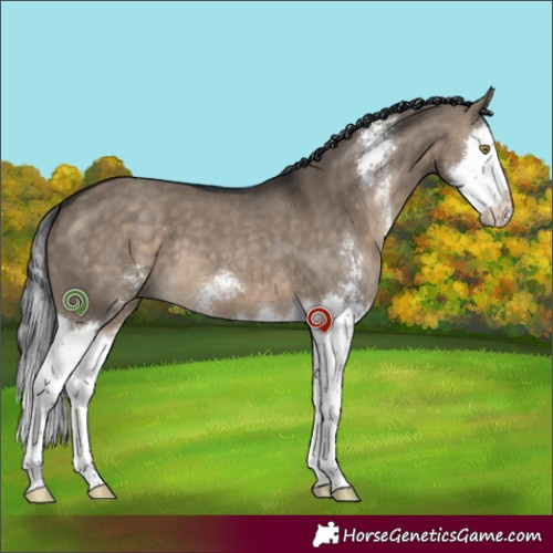 Horse Color:Brown Dun Sabino Splash 