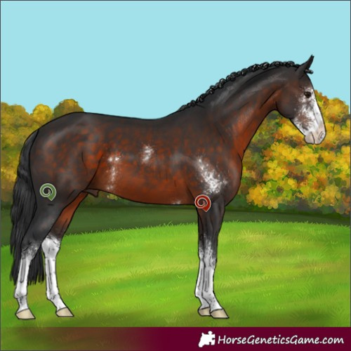 Horse Color:Brown Sabino 