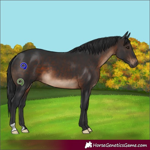 Horse Color:Brown 