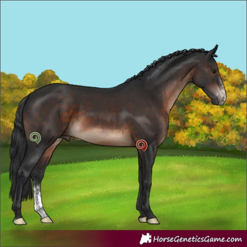 Horse Color:Brown Sabino Rabicano 