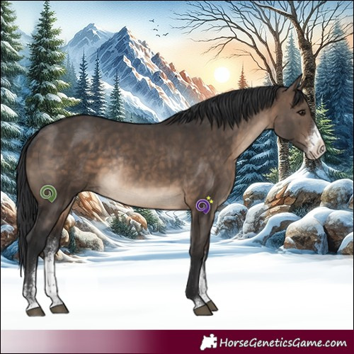 Horse Color:Brown Dun Sabino Rabicano 