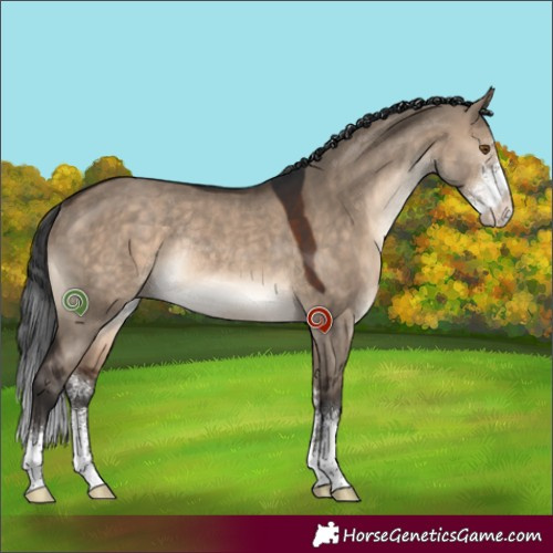 Horse Color:Brown Dun Sabino Rabicano 
