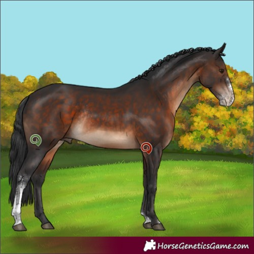 Horse Color:Brown Sabino Rabicano 