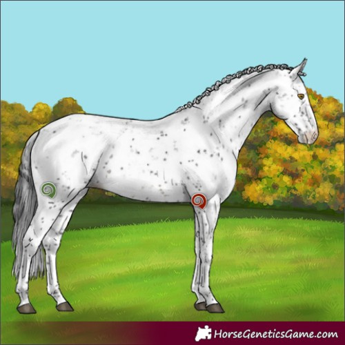 Horse Color:Black Sabino 
