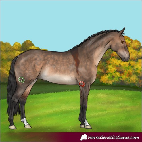 Horse Color:Brown Dun Rabicano 