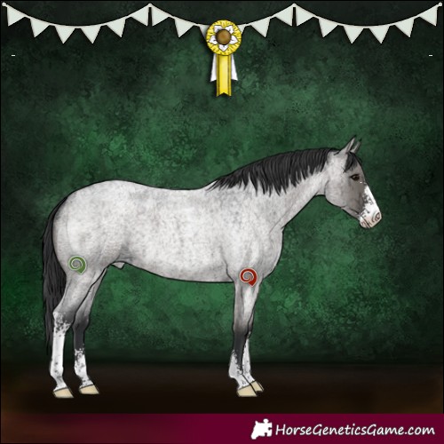 Horse Color:Grullo Roan Sabino Brindle 