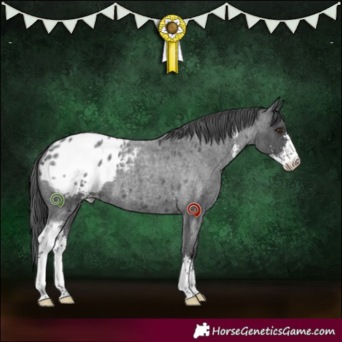 Horse Color:Blue Roan Sabino Appaloosa 