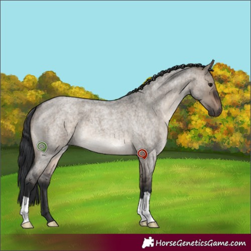 Horse Color:Brown Roan Dun 