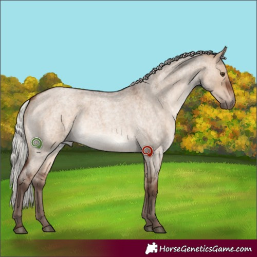 Horse Color:Silver Bay Roan Dun 