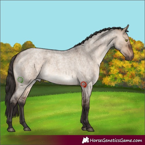 Horse Color:Bay Roan Dun 
